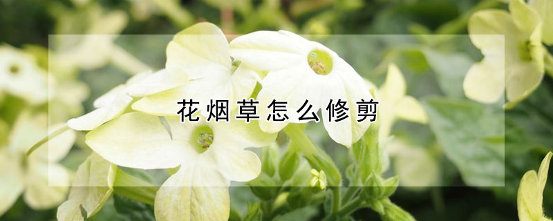 花烟草怎么修剪