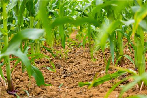 地膜早糯玉米种植时间是什么时候 地膜早糯玉米种植时间玉米种植环境要求