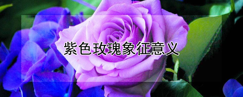 紫色玫瑰象征意义