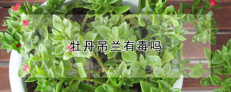 牡丹吊兰有毒吗（牡丹吊兰有毒吗?）