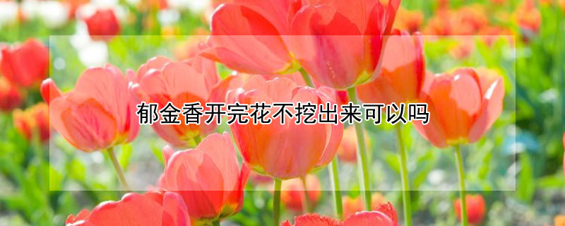 郁金香开完花不挖出来可以吗 郁金香不挖出来能复花吗