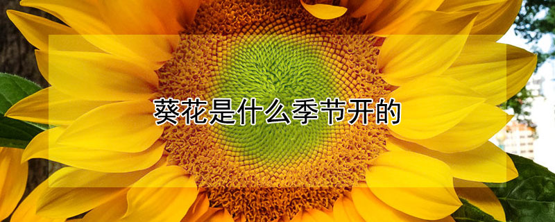 葵花是什么季节开的