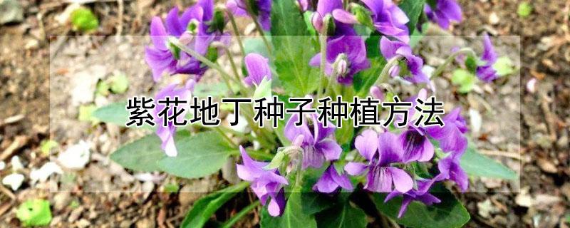 紫花地丁种子种植方法（紫花地丁种子的种植方法）