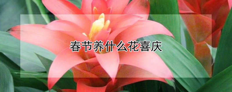 春节养什么花喜庆 春节期间养什么花好