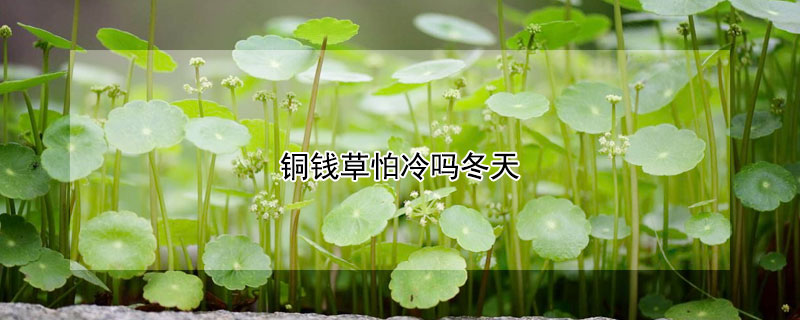 铜钱草怕冷吗冬天（铜钱草怕冷吗冬天怎么养）