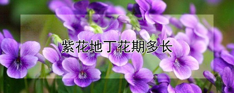 紫花地丁花期多长 紫地丁花期多久