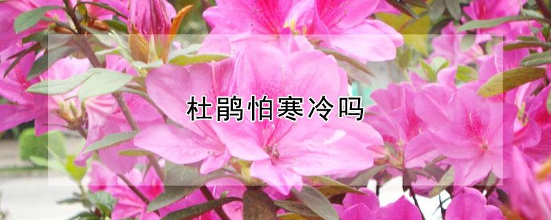 杜鹃怕寒冷吗（杜鹃花耐寒冷吗）