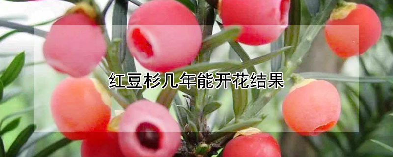 红豆杉几年能开花结果 红豆杉几年能开花结果雌雄怎么分辨