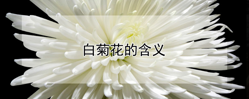 白菊花的含义（白菊花的含义和象征）