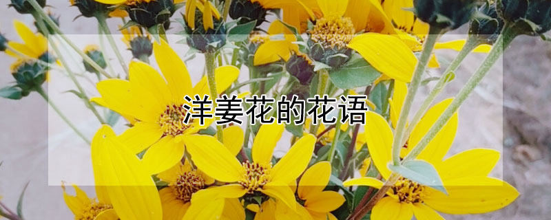 洋姜花的花语 洋姜花的寓意