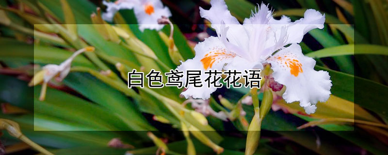 白色鸢尾花花语（白色鸢尾花花语是绝望的爱吗）