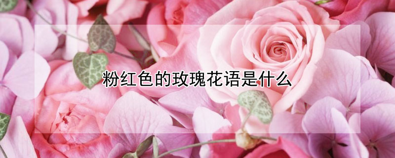 粉红色的玫瑰花语是什么 玫瑰花语 粉红色