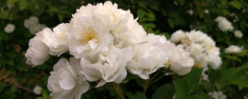白蔷薇花语 白蔷薇花语和象征