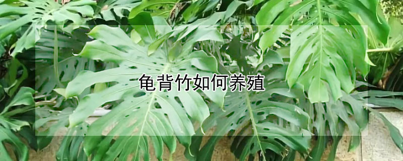 龟背竹如何养殖（龟背竹怎样养殖）