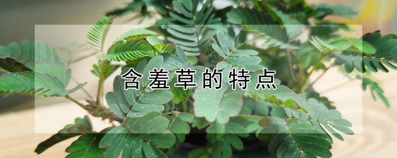 含羞草的特点