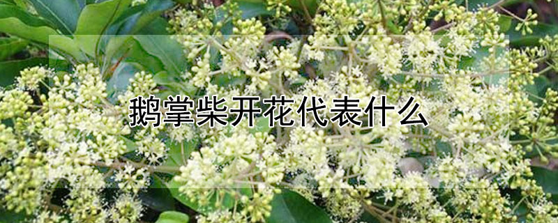 鹅掌柴开花代表什么 鹅柴掌开花吗