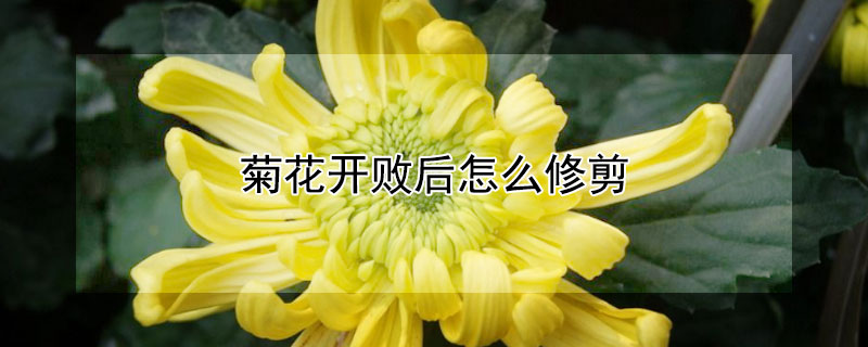 菊花开败后怎么修剪