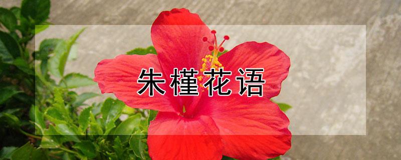 朱槿花语 朱槿花语及代表意义