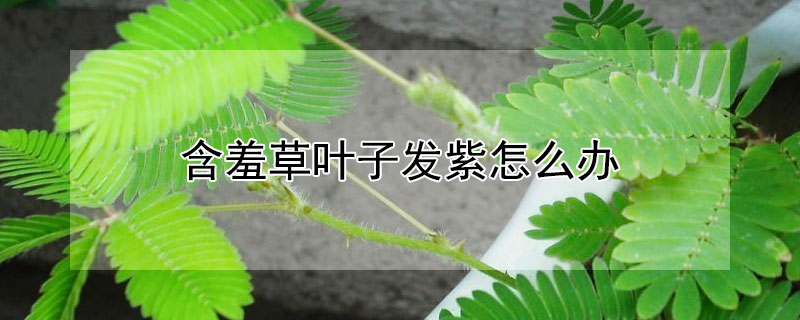 含羞草叶子发紫怎么办（含羞草为什么会变成紫色）