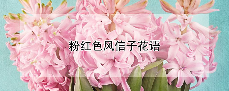 粉红色风信子花语 粉色风信子花语是什么意思