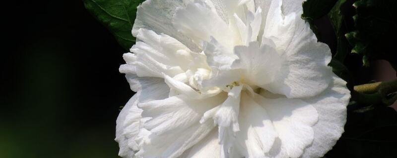 白色木槿花的花语 白木槿的花语和象征意义