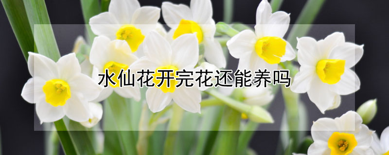 水仙花开完花还能养吗（水仙开完花后还能养吗）