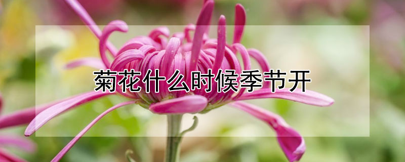 菊花什么时候季节开