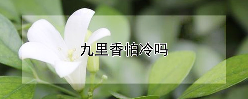 九里香怕冷吗（九里香怕冷吗?怕冻吗?）