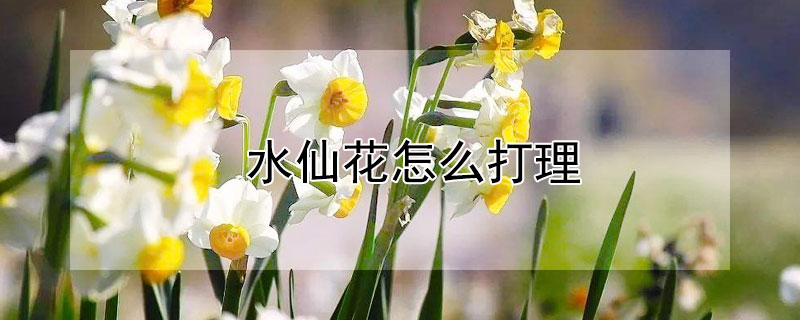 水仙花怎么打理