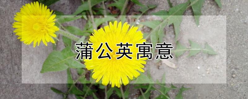 蒲公英寓意 粉色蒲公英寓意