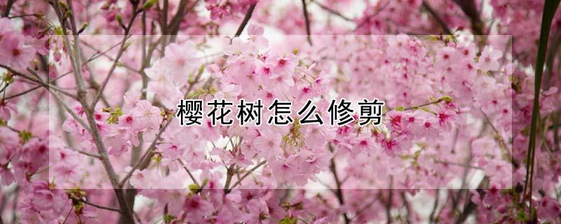 樱花树怎么修剪 樱花树怎么修剪?
