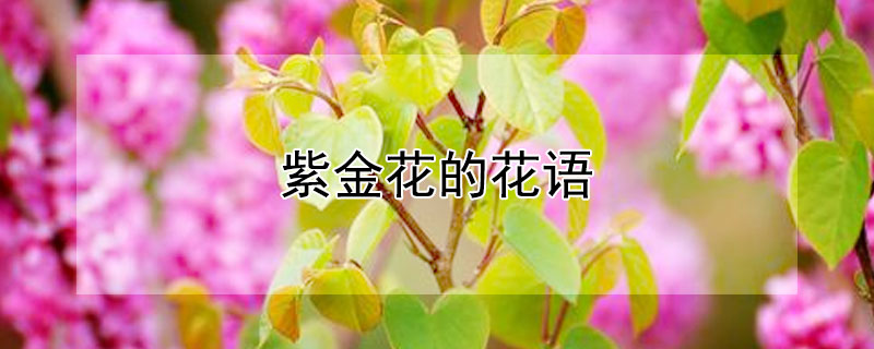 紫金花的花语（紫金香的花语是什么）