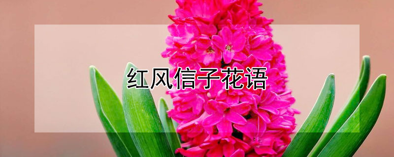 红风信子花语（粉红色风信子花语是什么）