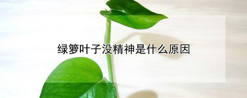 绿箩叶子没精神是什么原因