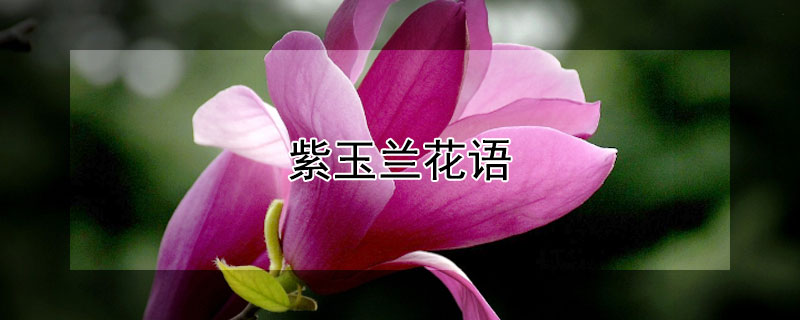 紫玉兰花语