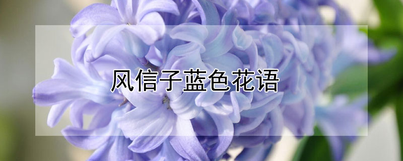 风信子蓝色花语 蓝紫色风信子花语
