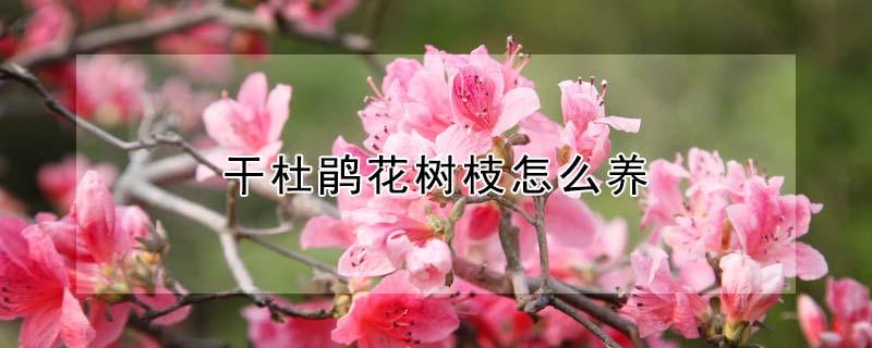 干杜鹃花树枝怎么养