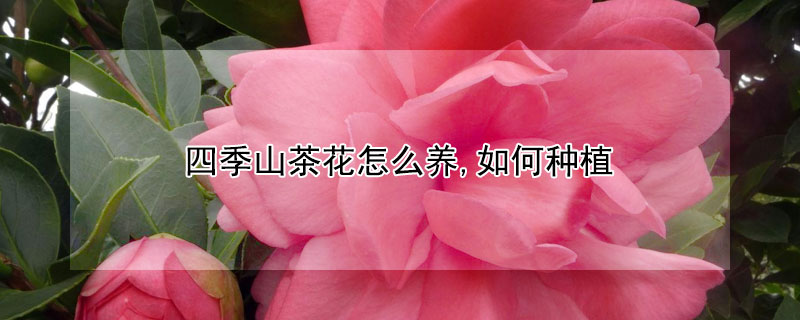 四季山茶花怎么养,如何种植 四季山茶花用什么土栽培