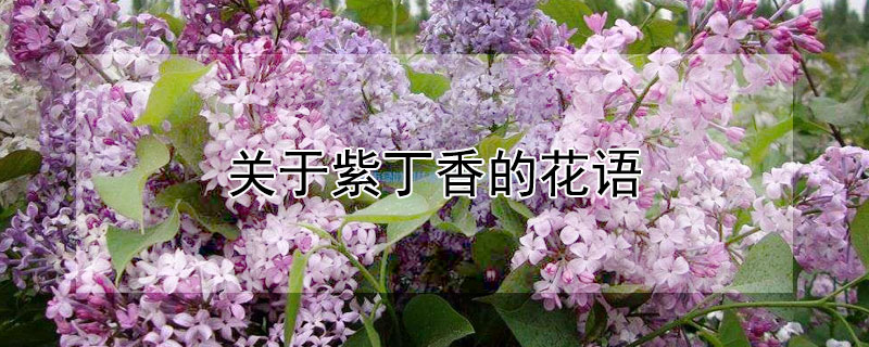 关于紫丁香的花语 紫丁香的花语是什么