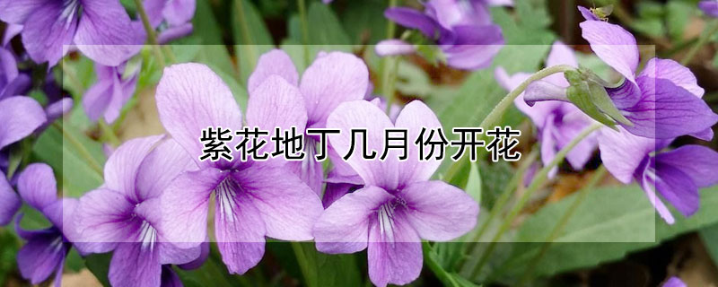 紫花地丁几月份开花 紫花地丁秋天开花吗