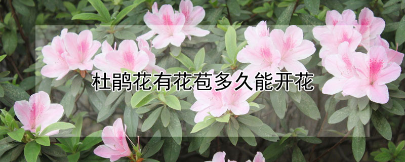 杜鹃花有花苞多久能开花（杜鹃从打花苞到开花需要多久）