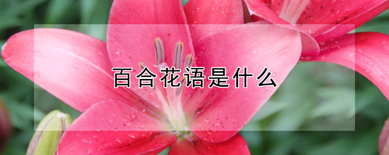 百合花语是什么（各种百合花语是什么）