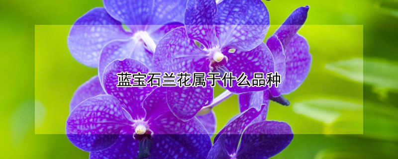 蓝宝石兰花属于什么品种（宝石蓝的兰花属于哪种兰花）