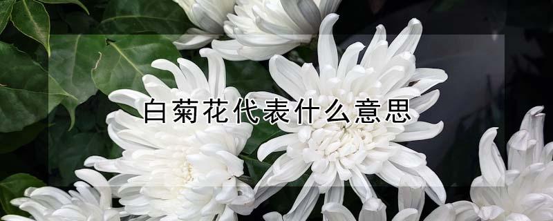 白菊花代表什么意思