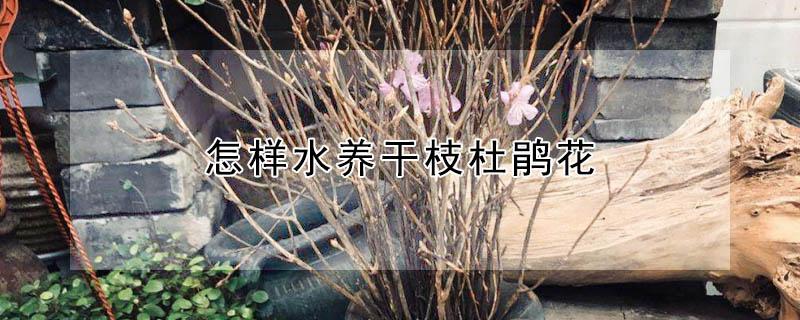 怎样水养干枝杜鹃花（杜鹃花怎么水养）