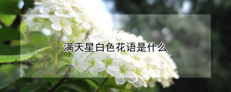 满天星白色花语是什么