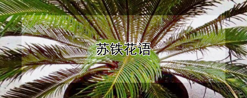 苏铁花语