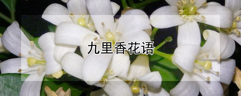 九里香花语（水培九里香花语）