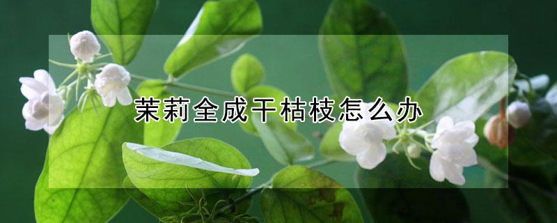 茉莉全成干枯枝怎么办 茉莉枝条干枯了怎么办