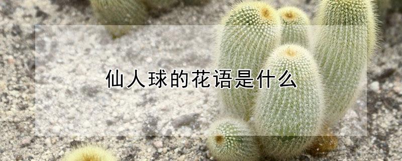 仙人球的花语是什么（仙人球花的花语是什么）